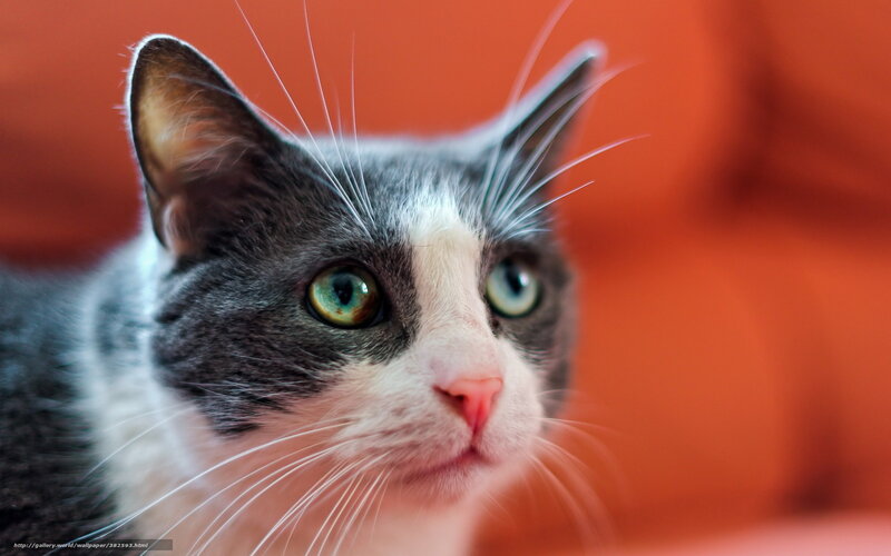 Gray and White Cat — Orange