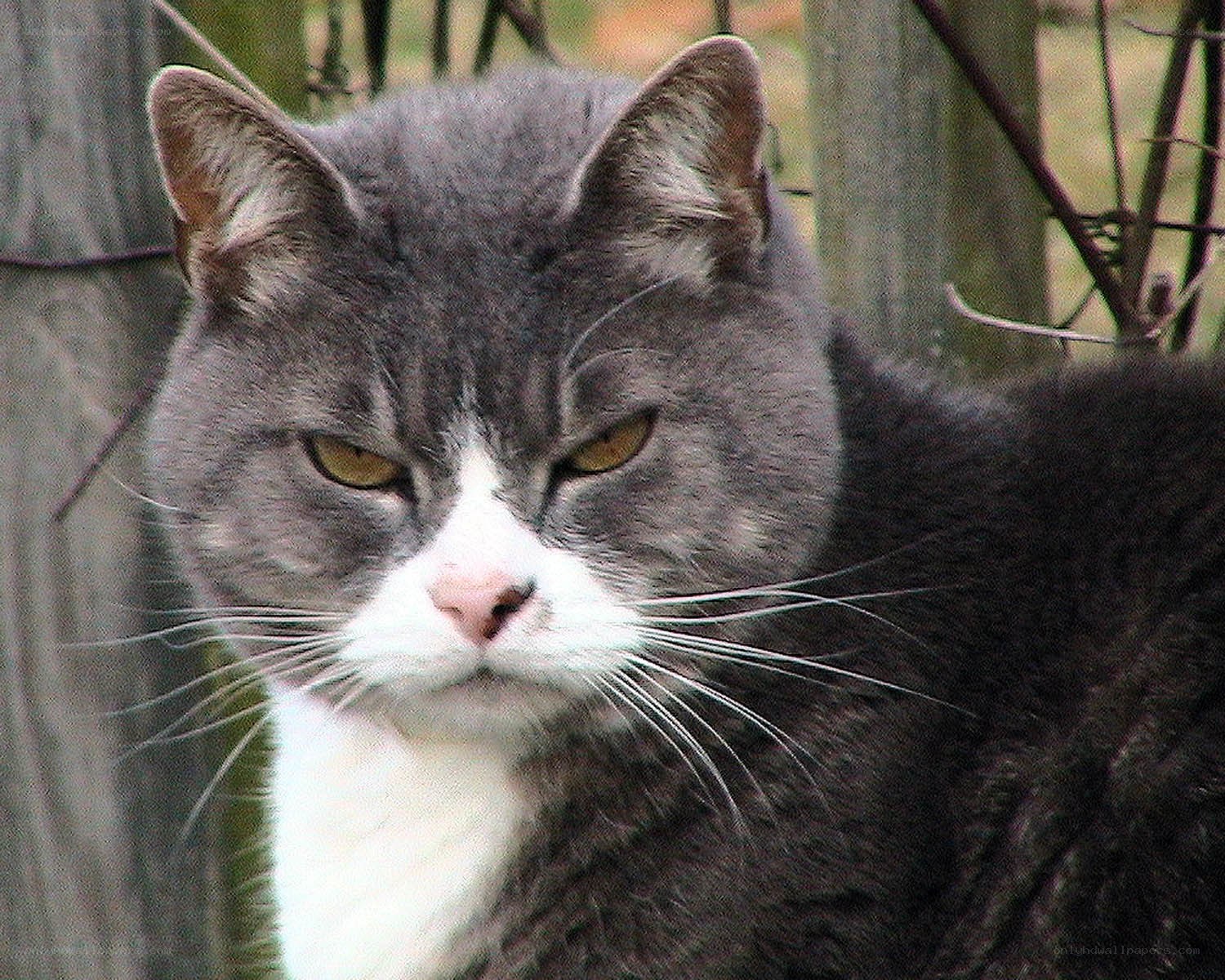 gray and white cat outdoors