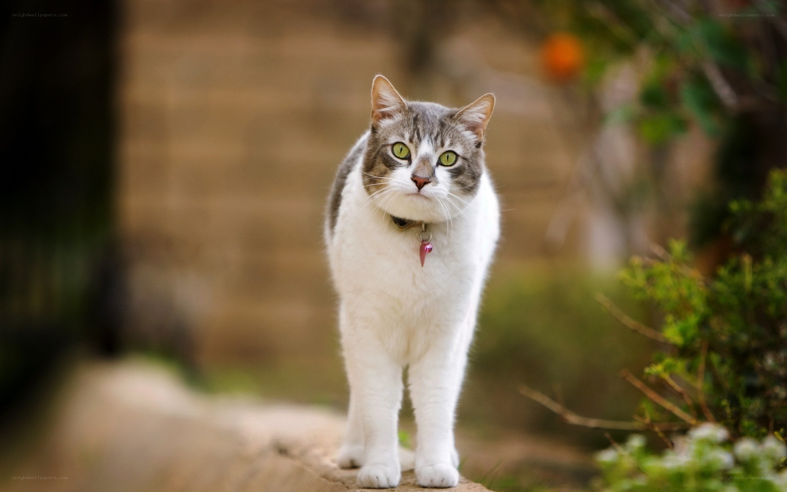 gray and white cat outdoors