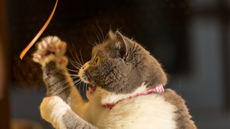 Gray and White Cat — Playful, Photograph, Collar