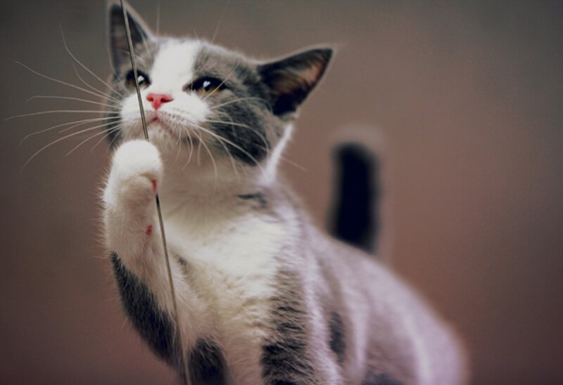 Gray and White Cat — Playful, Photograph, String