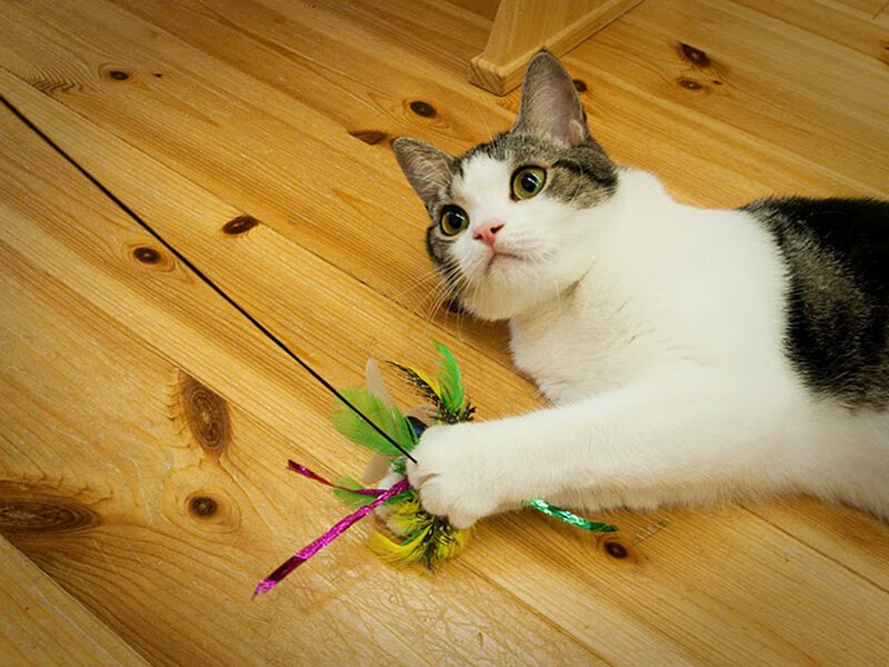 Gray and White Cat — Playful, Photograph