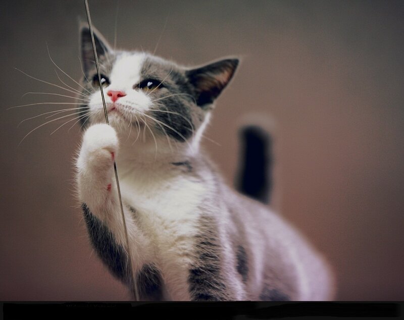Gray and White Cat — Playful