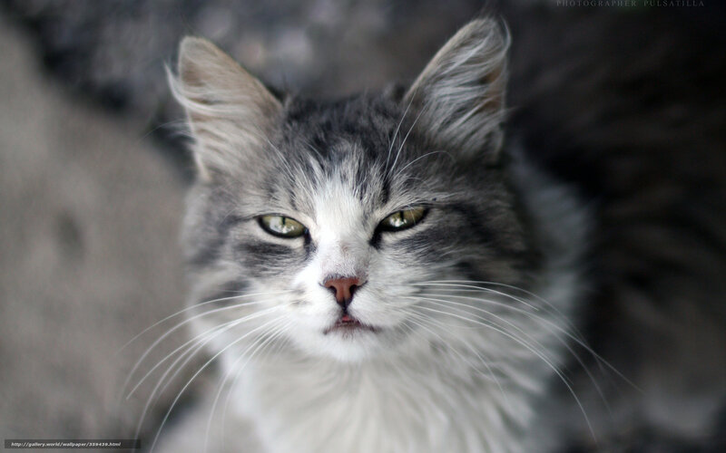 gray and white cat portrait