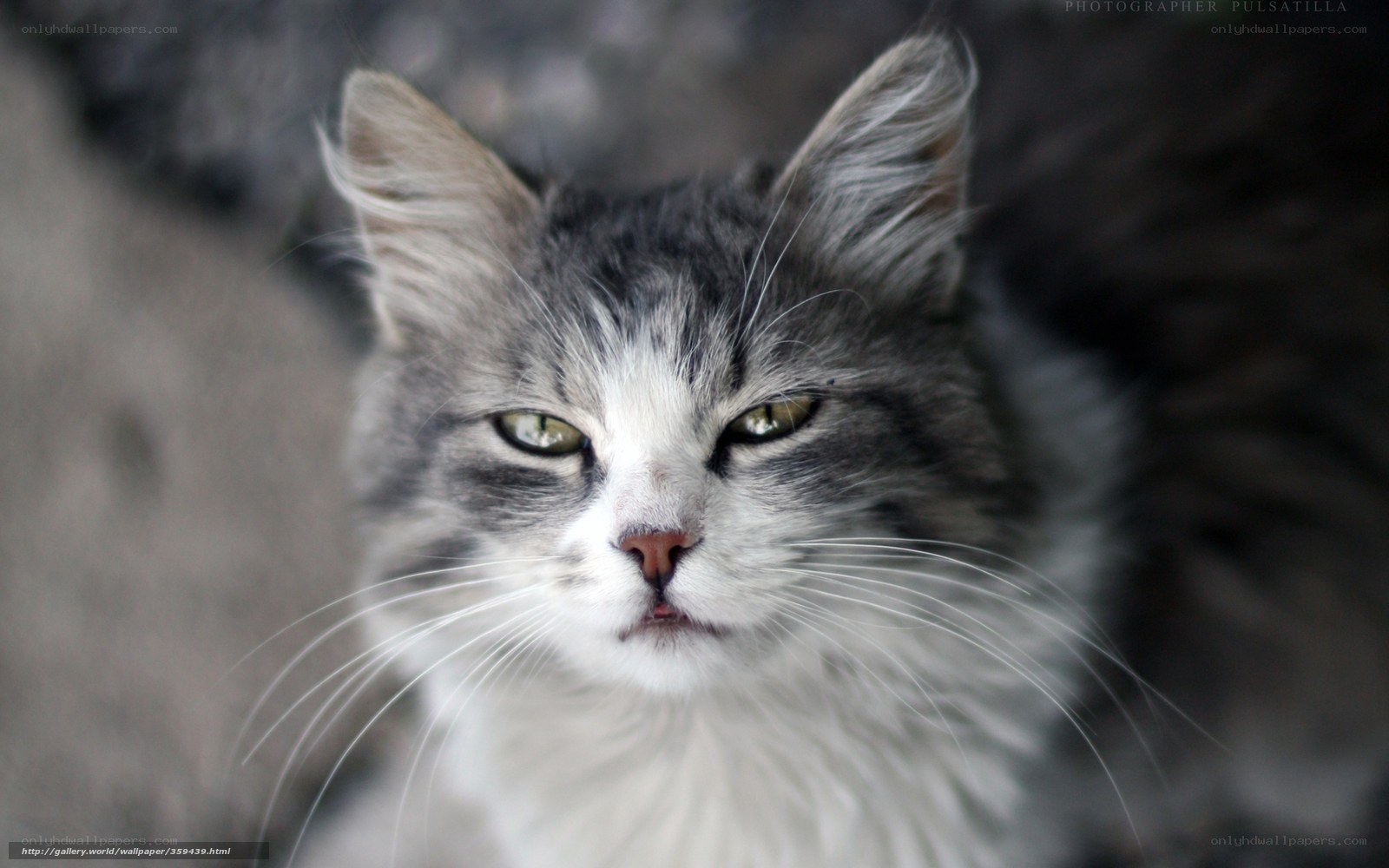 gray and white cat portrait