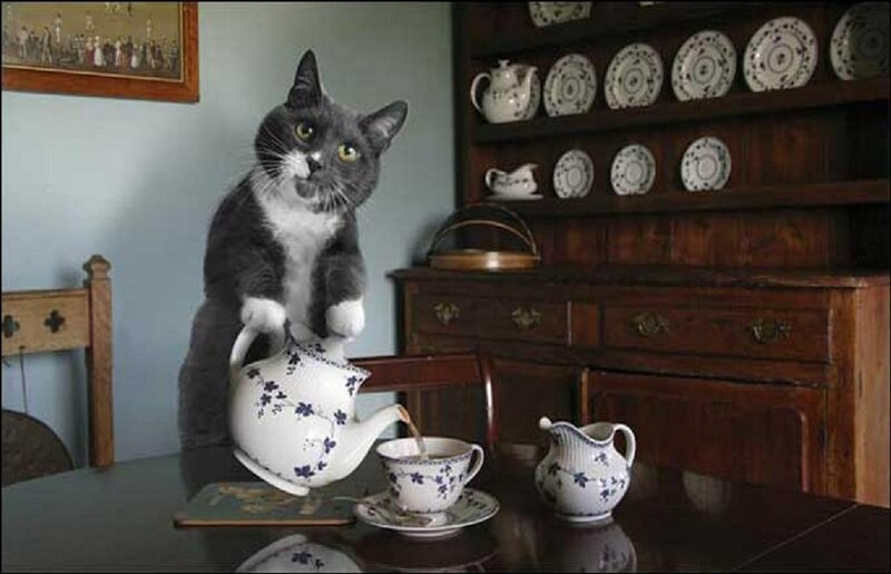 Gray and White Cat Pouring Tea