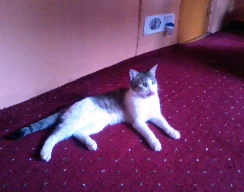 Gray and White Cat — Red, Calm