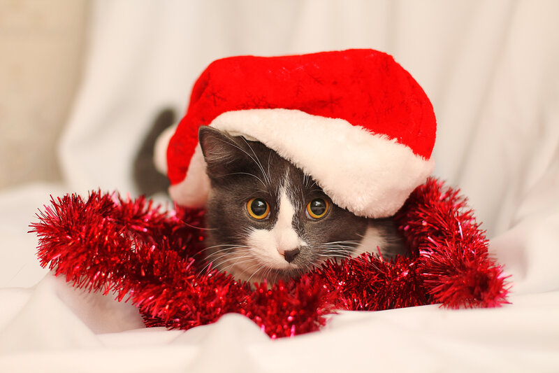 Gray and White Cat — Red, Festive