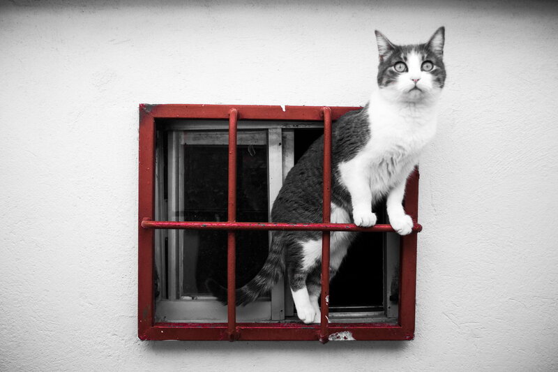 Gray and White Cat — Red
