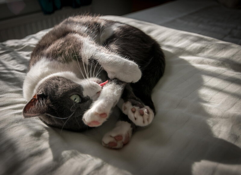 Gray and White Cat — Relaxed, Morning