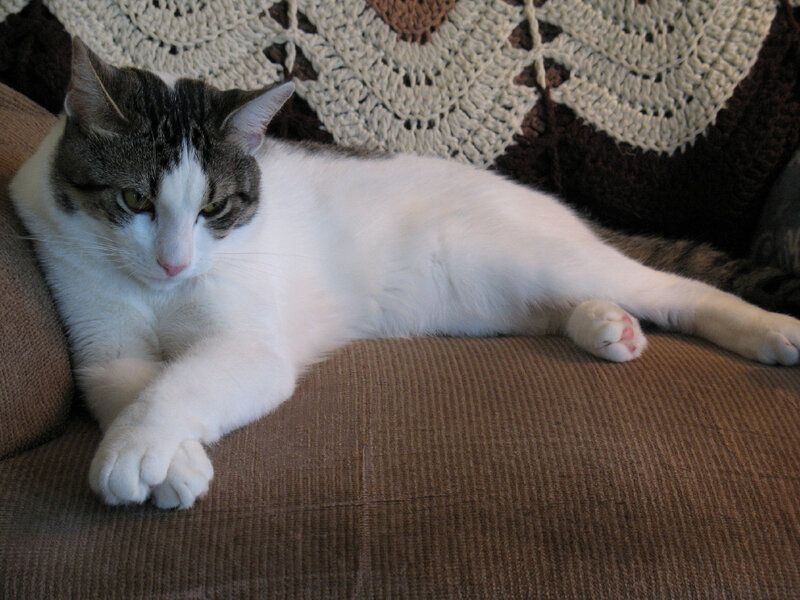 Gray and White Cat — Relaxed, Photograph, Couch