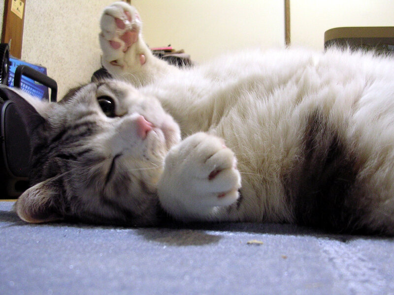 Gray and White Cat — Relaxed, Photograph, Floor