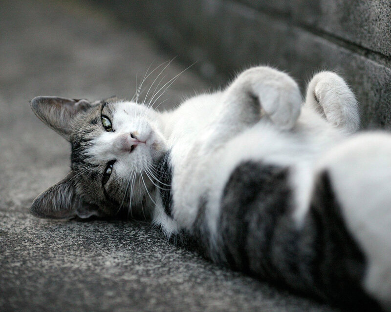 Gray and White Cat — Relaxed, Photograph, Ground