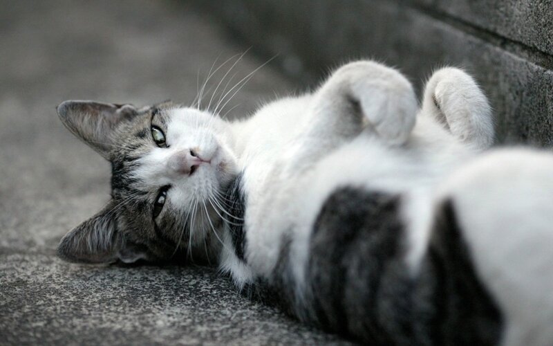 Gray and White Cat — Relaxed, Photograph, Ground, Wall