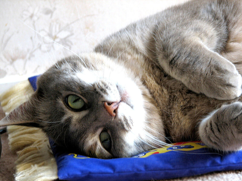 Gray and White Cat — Relaxed, Photograph
