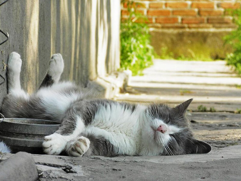 Gray and White Cat — Relaxed