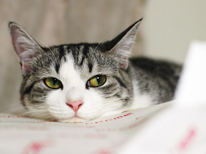gray and white cat resting