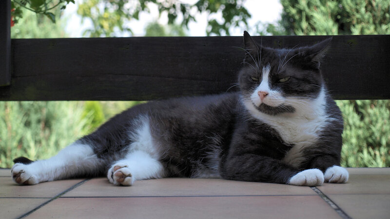 gray and white cat resting