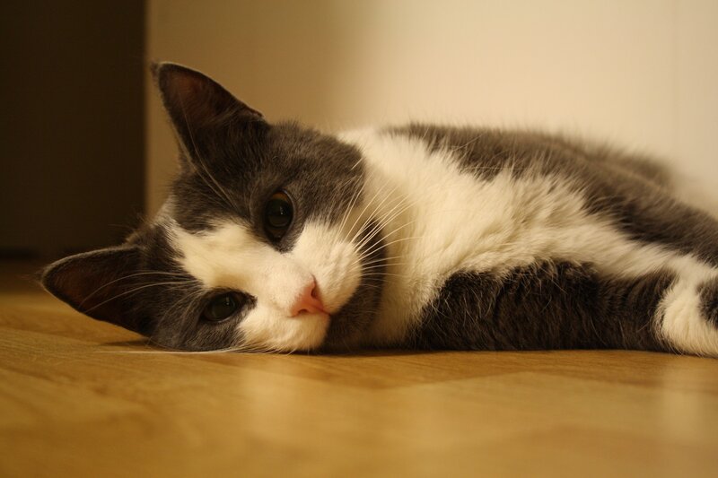 gray and white cat resting