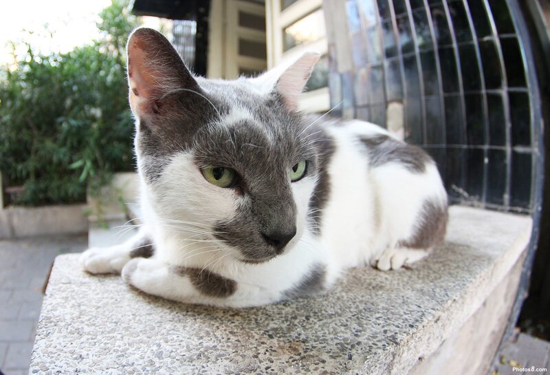 gray and white cat resting