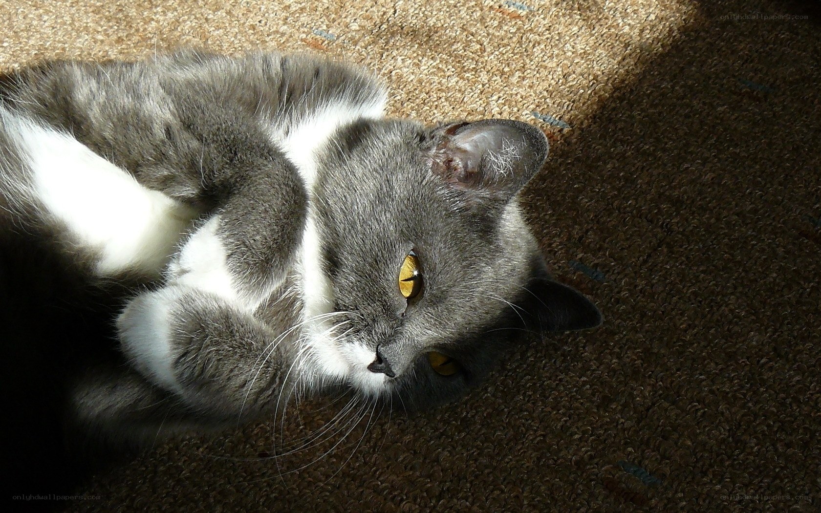 gray and white cat resting