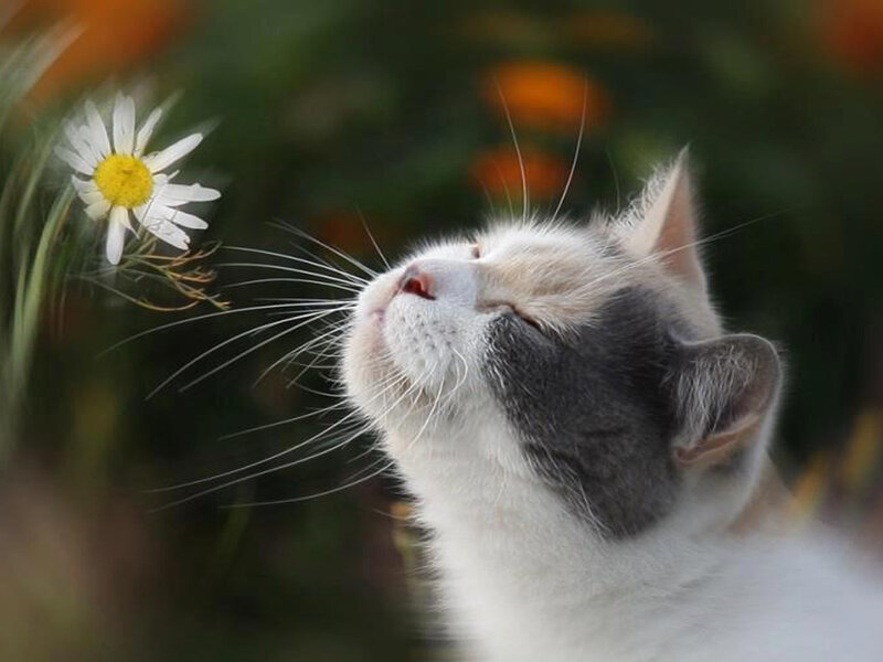 Gray and White Cat — Serene, Afternoon