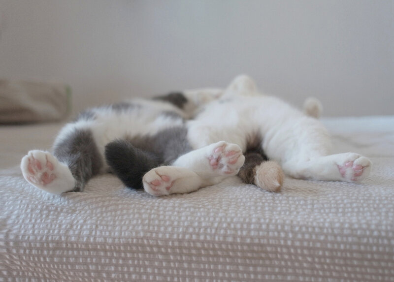 Gray and White Cat Sleeping — Peaceful