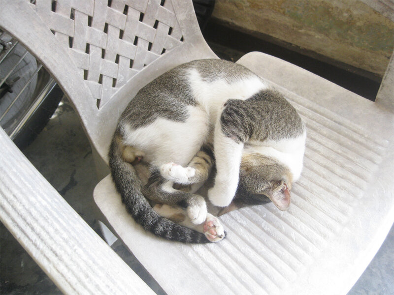 Gray and White Cat Sleeping