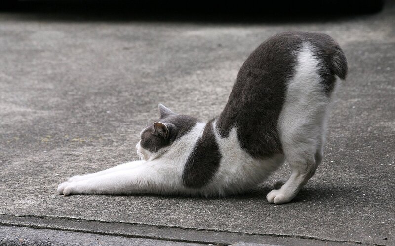 Gray and White Cat Stretching — Calm, Afternoon