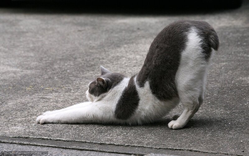 Gray and White Cat Stretching — Calm