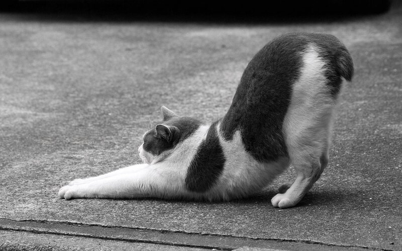Gray and White Cat Stretching