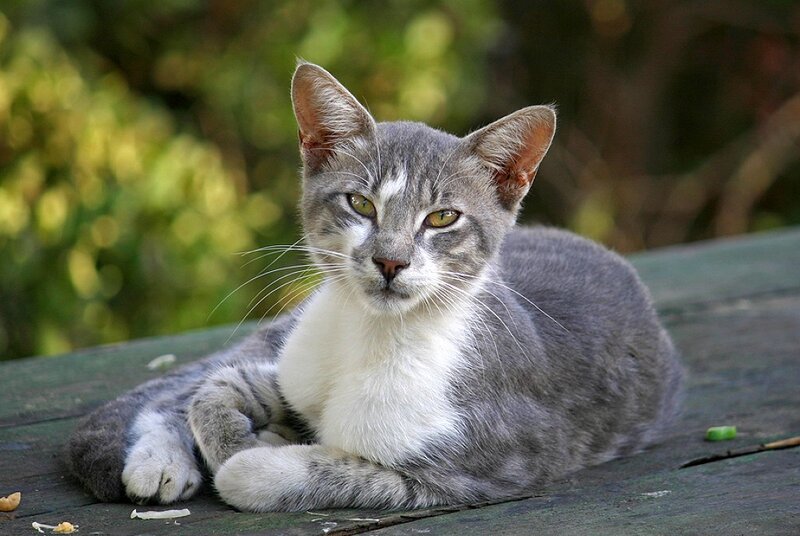 Gray and White Cat
