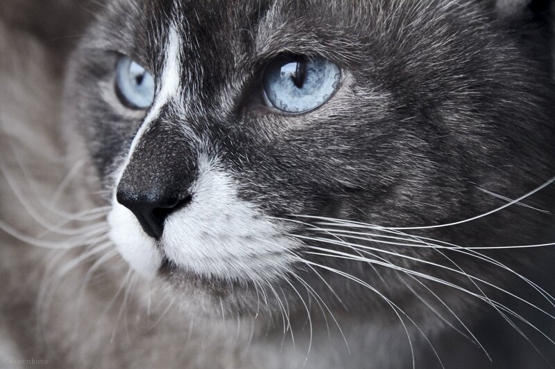 Gray and White Cat — Whiskers