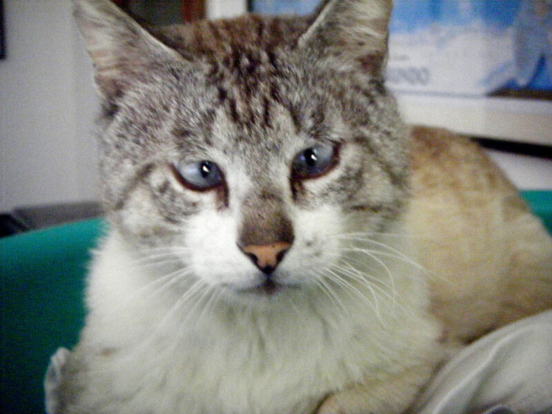 gray and white cat with blue eyes