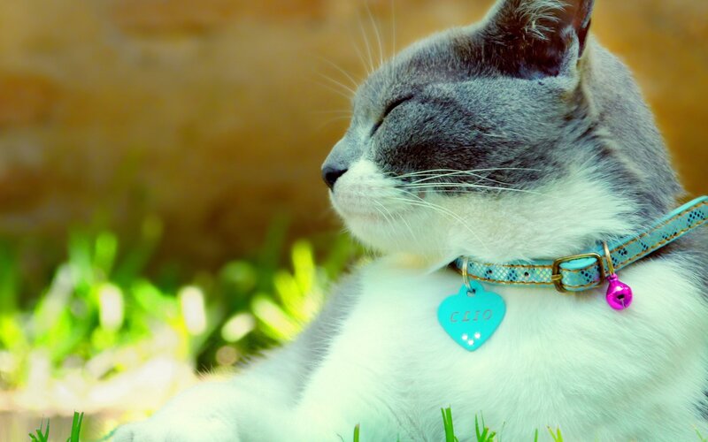 Gray and white cat with collar