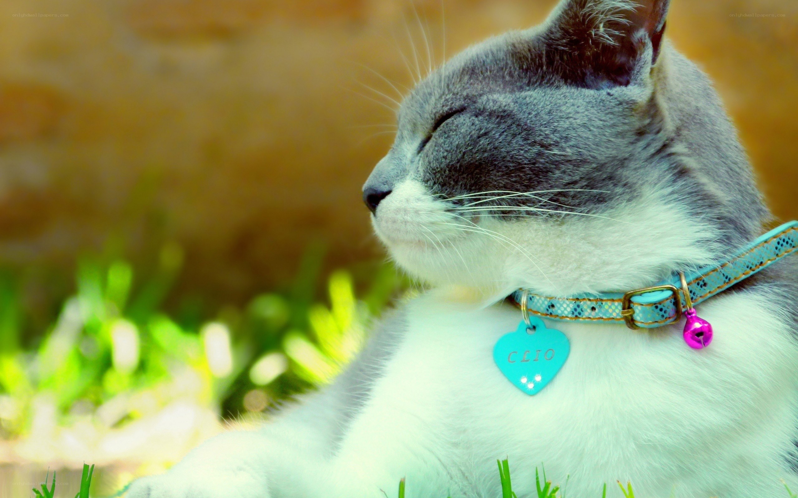 Gray and white cat with collar