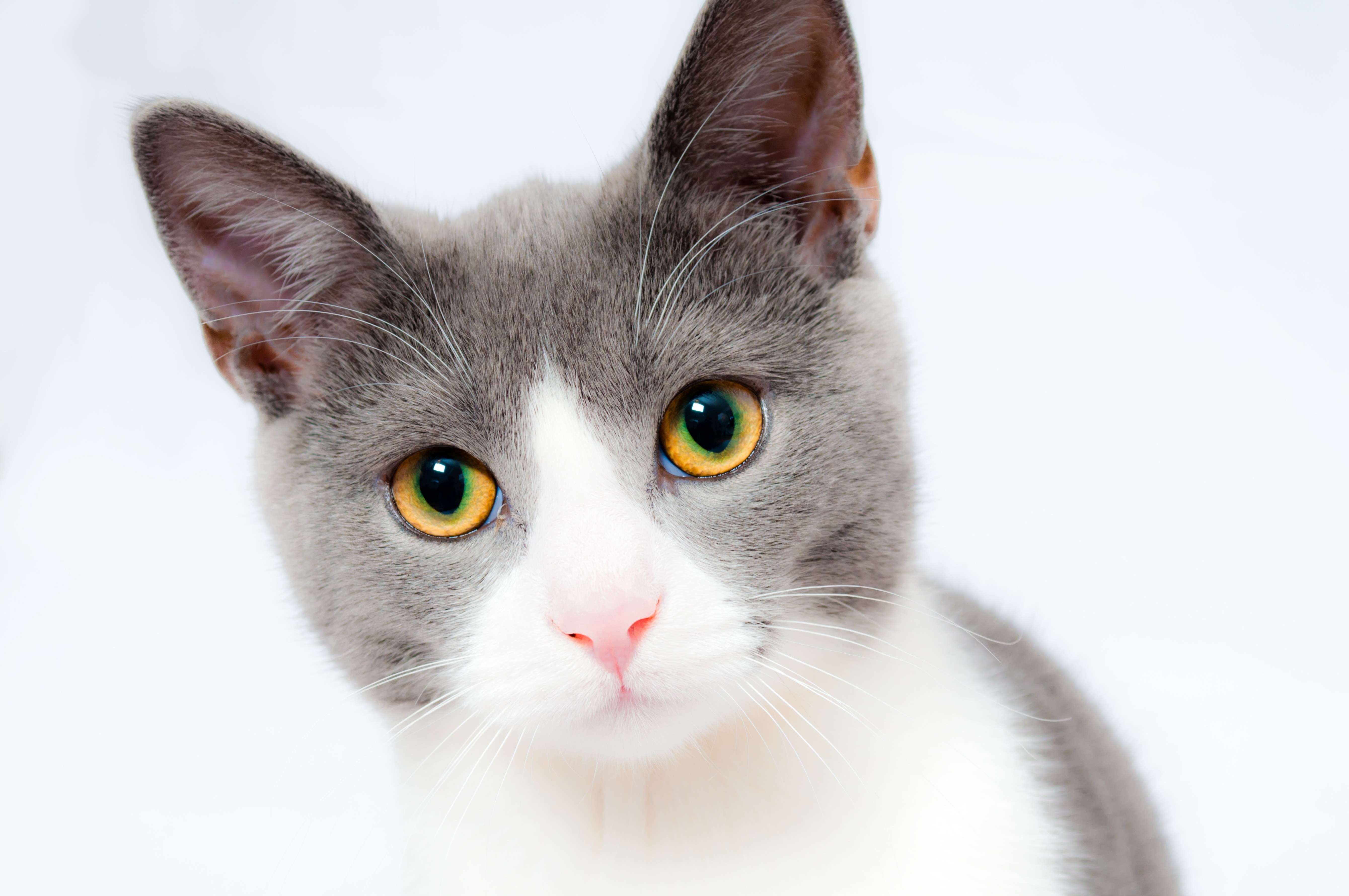 gray and white cat with green eyes