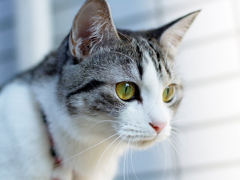 gray and white cat with green eyes