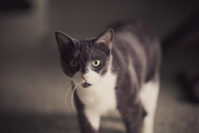 gray and white cat with green eyes
