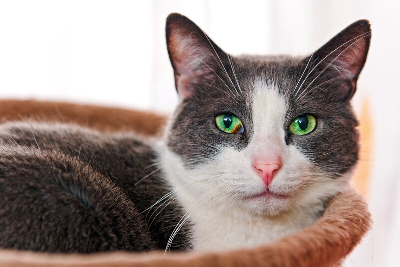 gray and white cat with green eyes