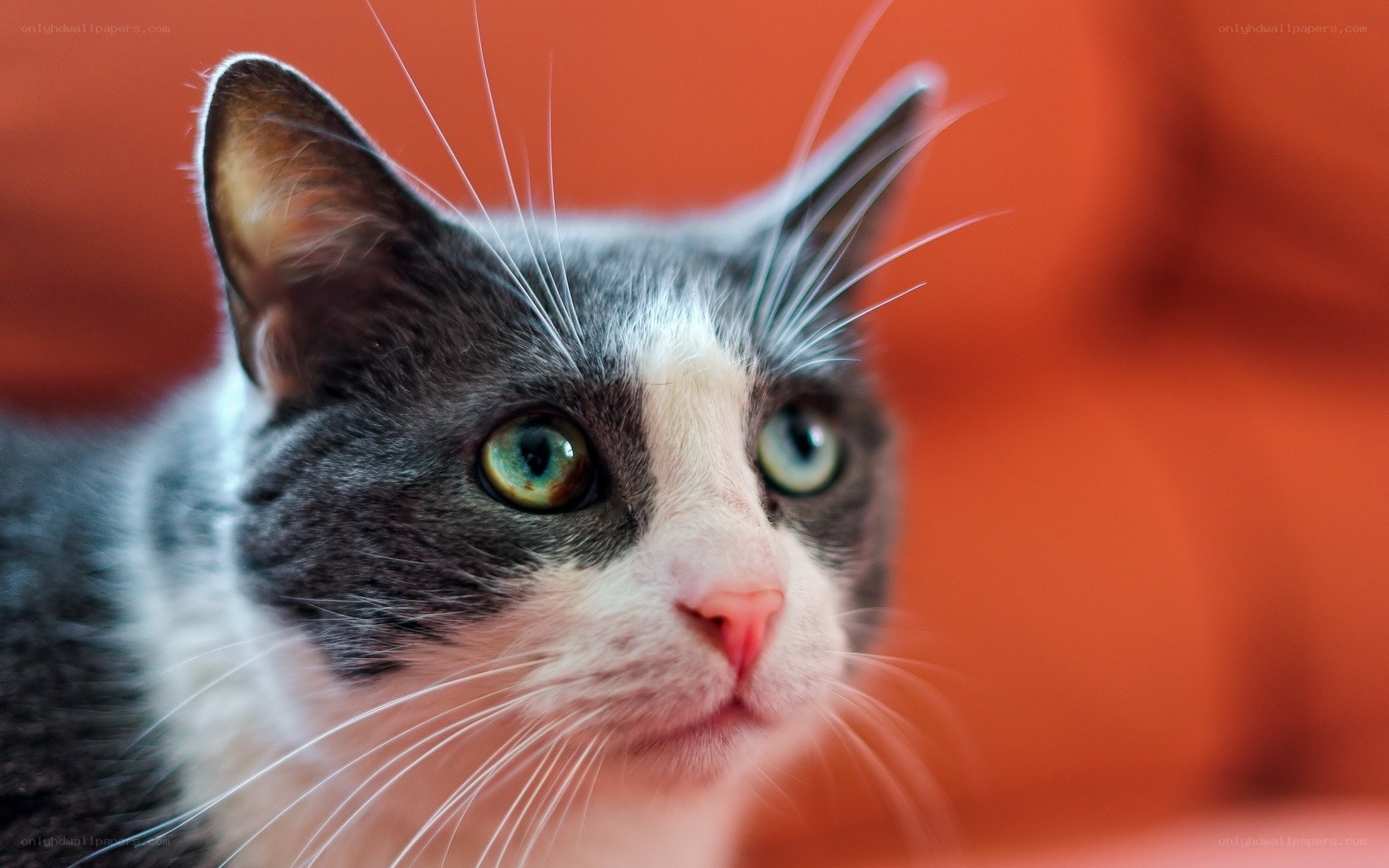 gray and white cat with green eyes