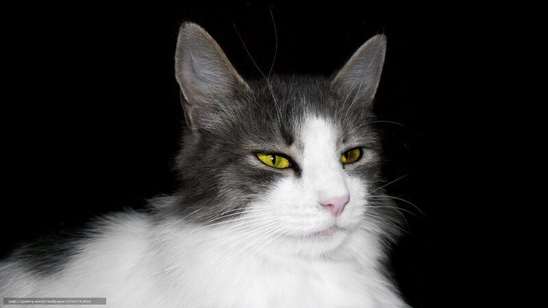gray and white cat with yellow eyes