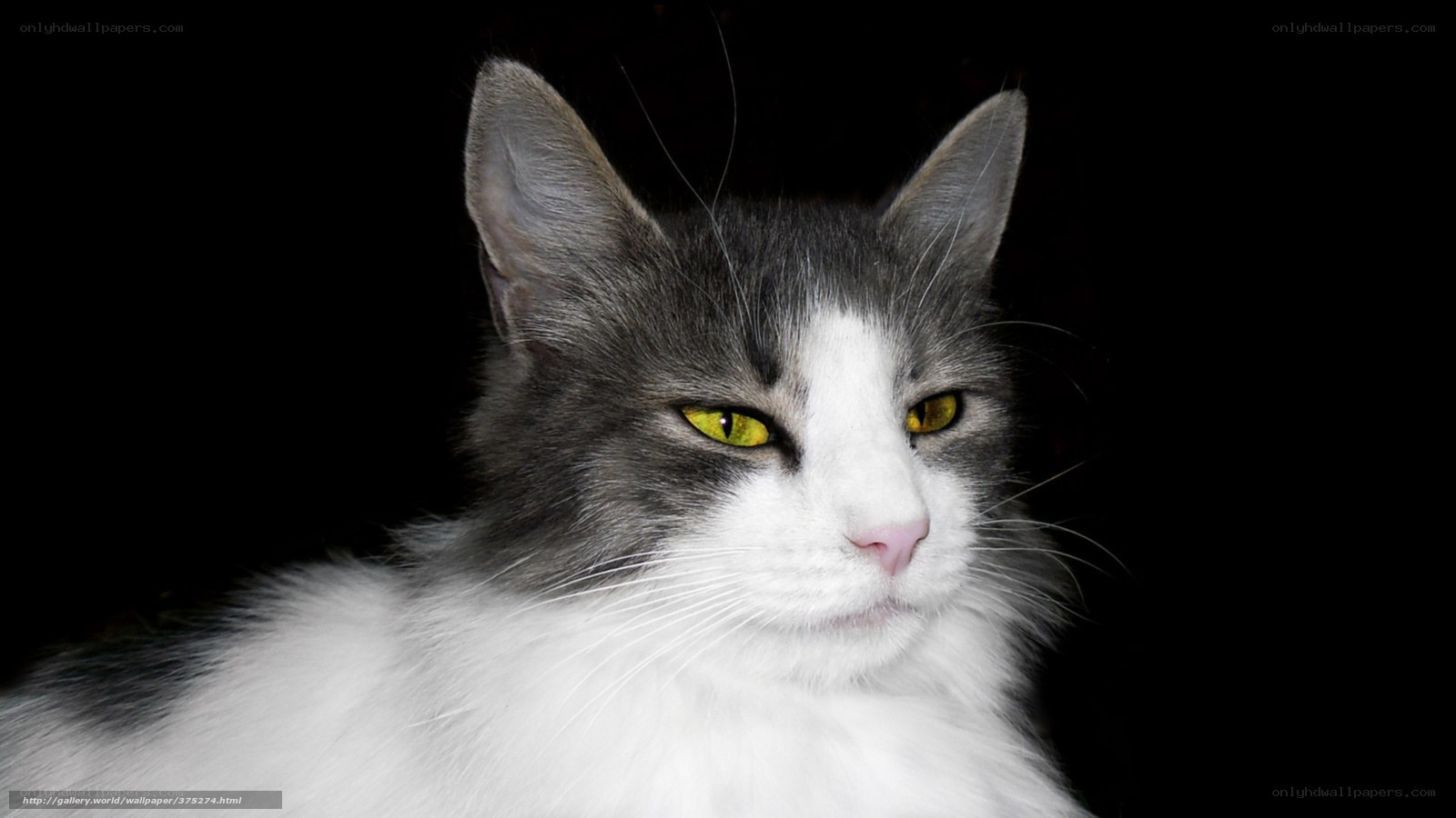 gray and white cat with yellow eyes