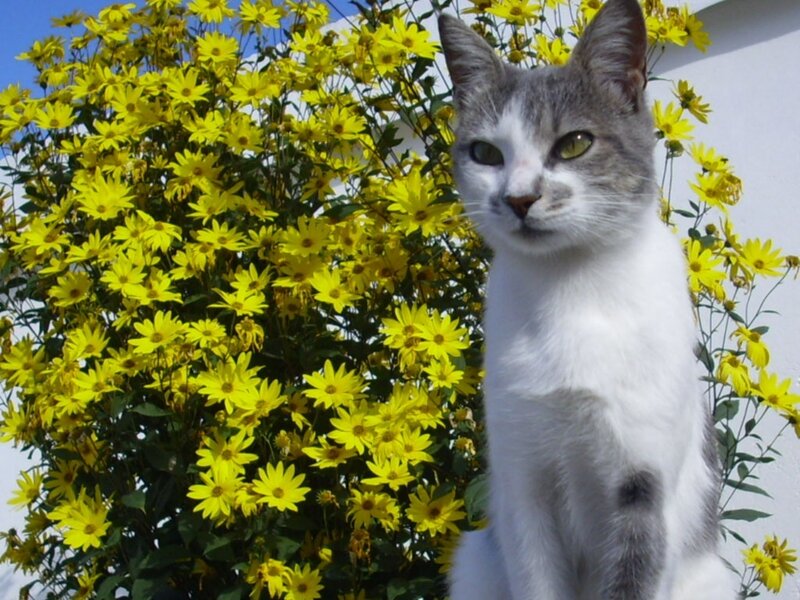 Gray and White Cat — Yellow