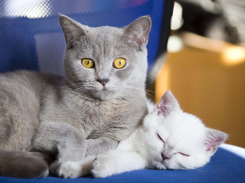 Gray and White Cats