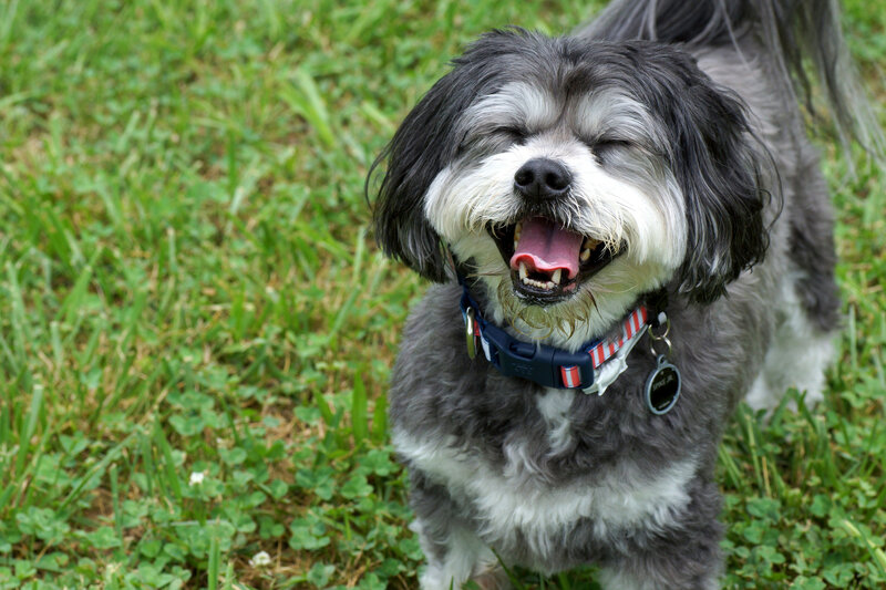 Gray and White Dog