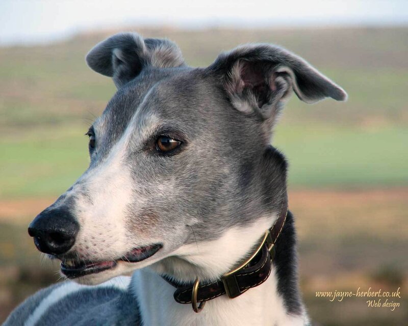 gray and white greyhound