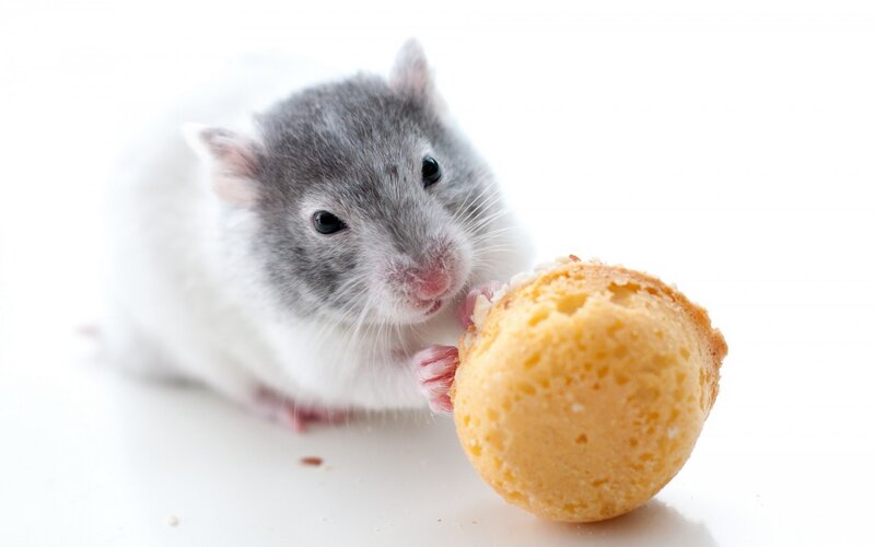 Gray and White Hamster — Calm