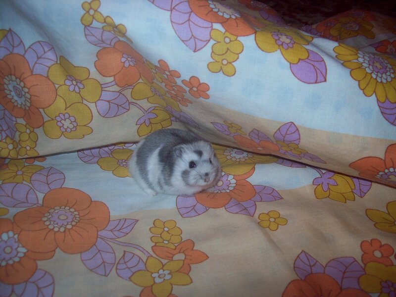 Gray and White Hamster — Orange