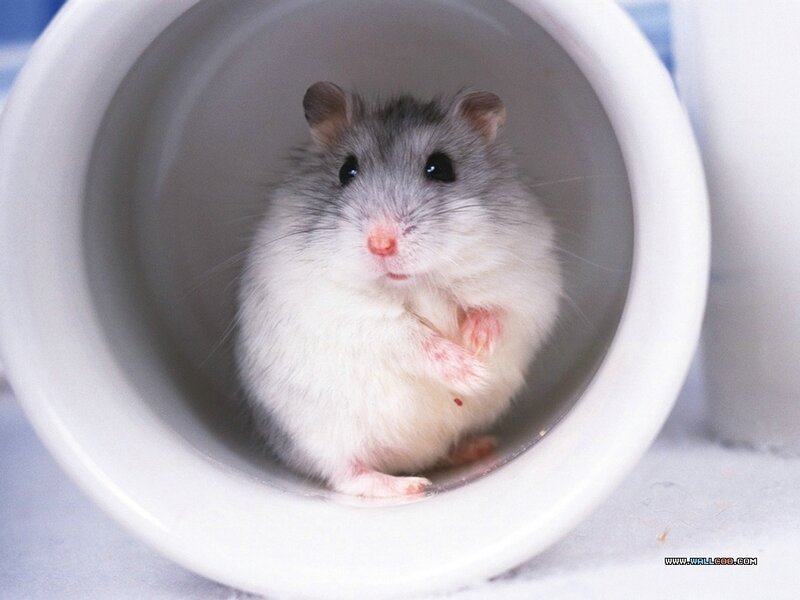Gray and White Hamster